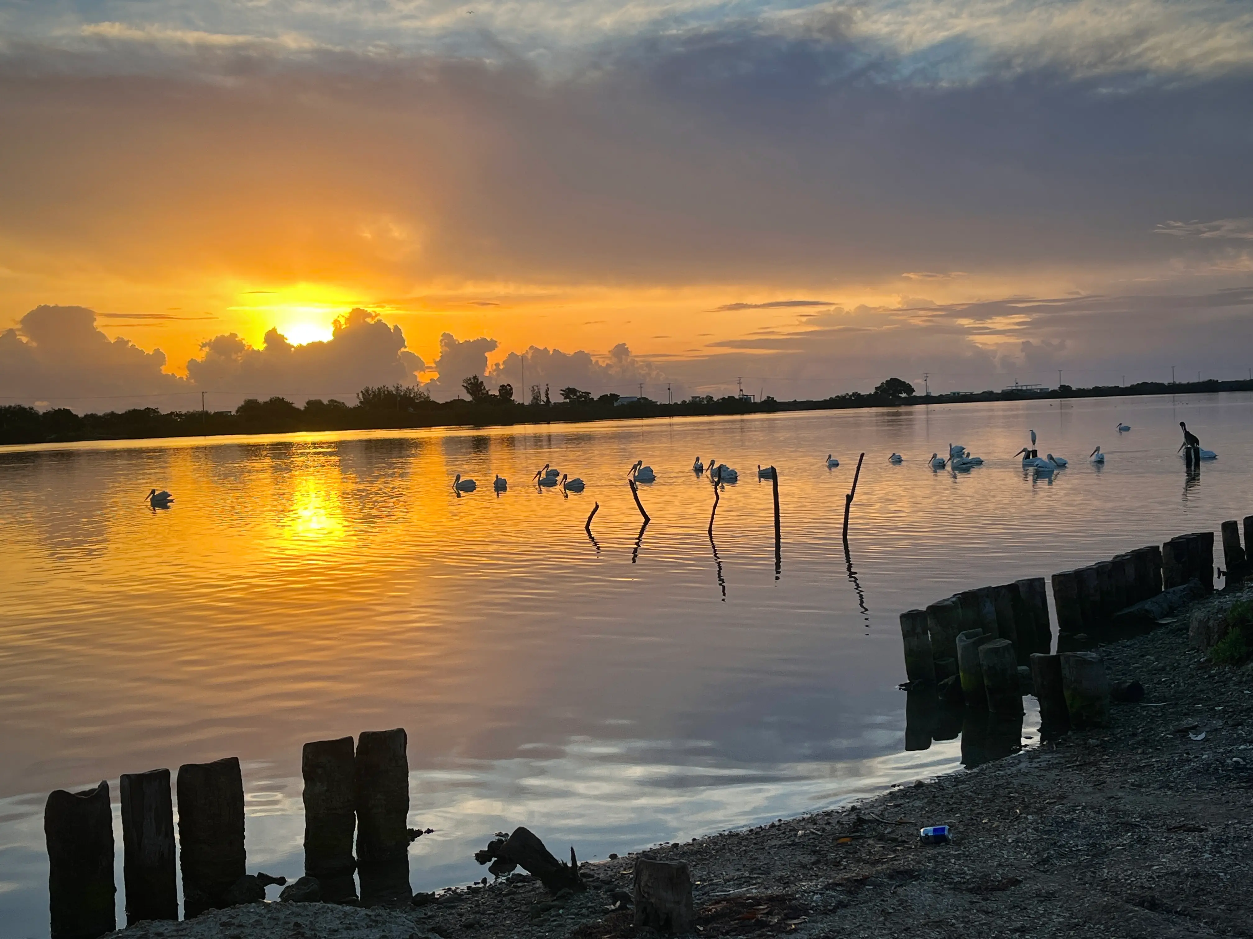 Ducks and neighbours