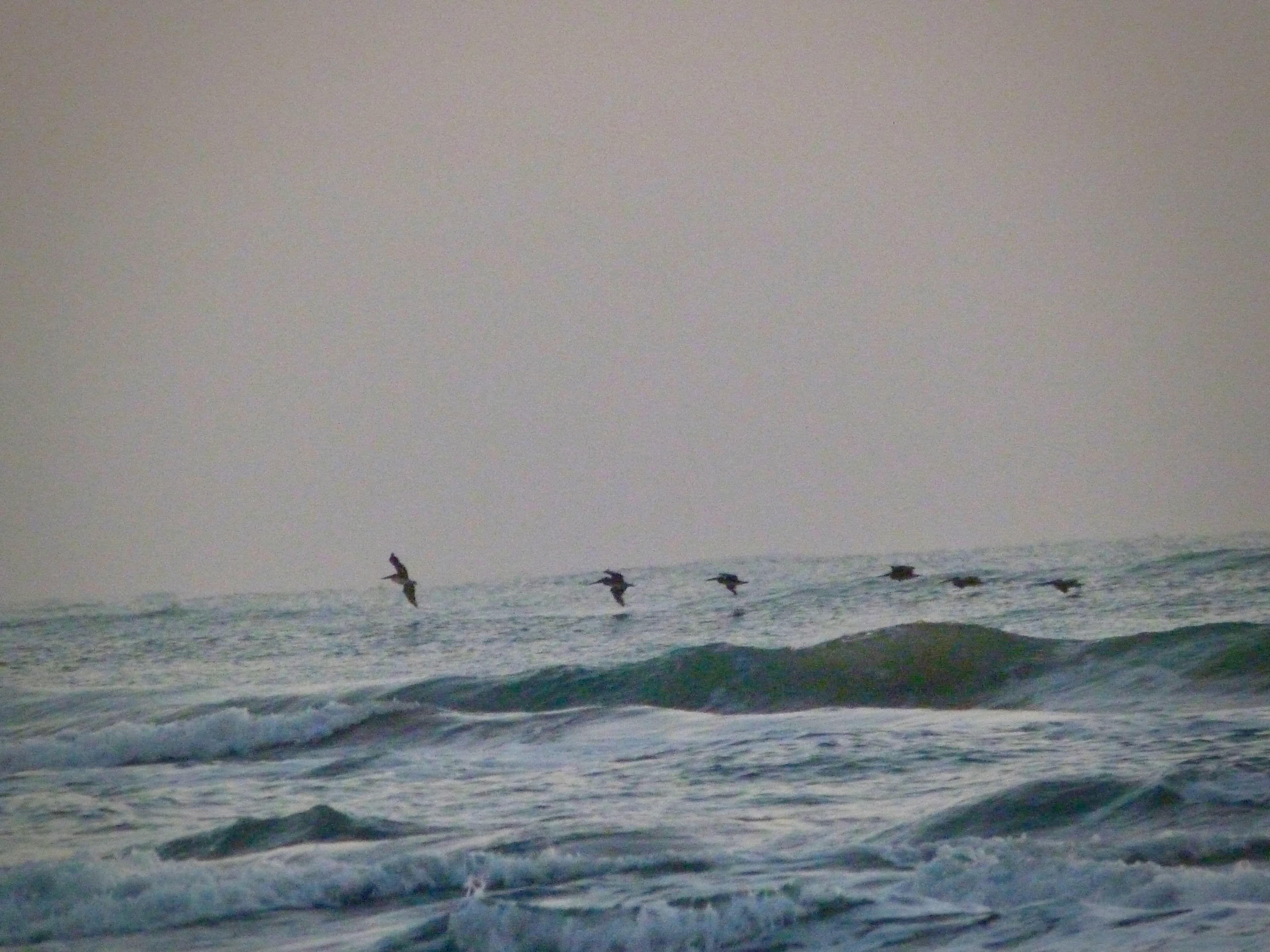 We haven't found anything to eat yet